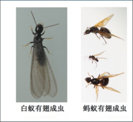 灭白蚁的公司正规吗_灭白蚁工作_灭白蚁机构