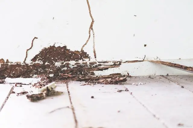 白蚁防处理_白蚁灭治技术_如何防白蚁灭白蚁