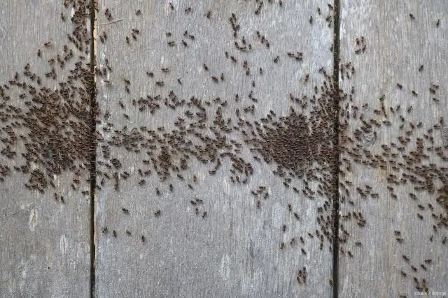 白蚁灭治技术_白蚁防处理_如何防白蚁灭白蚁