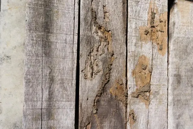 白蚁防处理_白蚁灭治技术_如何防白蚁灭白蚁