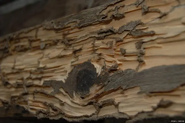 白蚁灭治技术_白蚁防处理_如何防白蚁灭白蚁