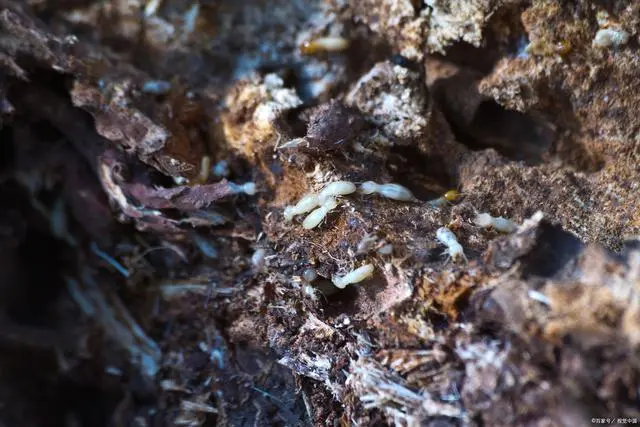 如何防白蚁灭白蚁_白蚁灭治技术_白蚁防处理