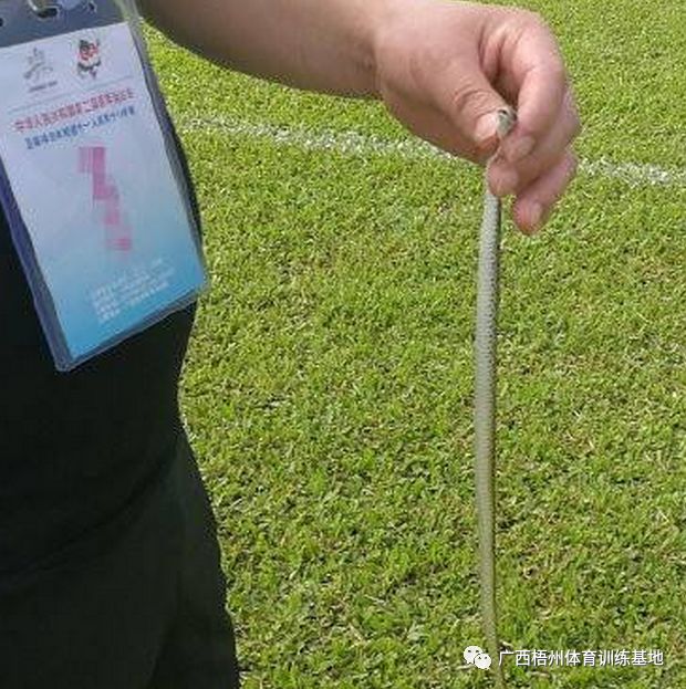 老鼠气味怕驱赶虫子吗_老鼠气味怕驱赶吗_老鼠最怕什么气味驱赶老鼠