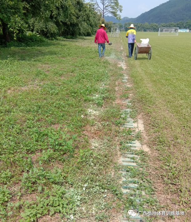 老鼠最怕什么气味驱赶老鼠_老鼠气味怕驱赶吗_老鼠气味怕驱赶虫子吗