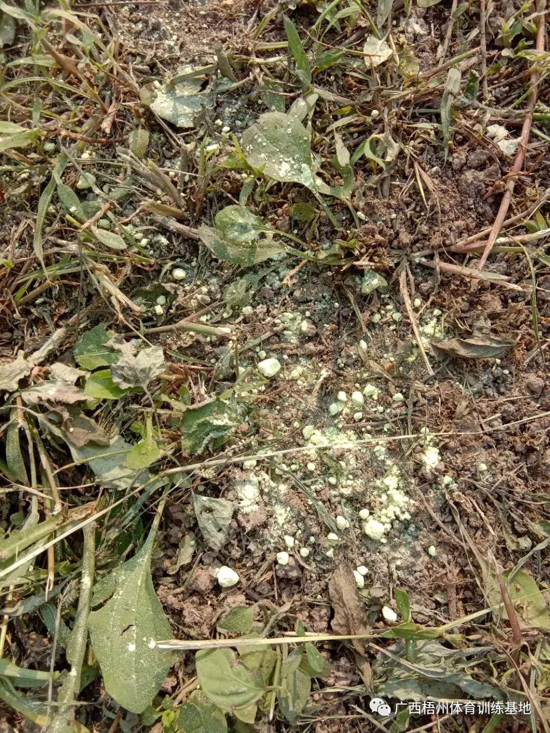 老鼠气味怕驱赶吗_老鼠气味怕驱赶虫子吗_老鼠最怕什么气味驱赶老鼠