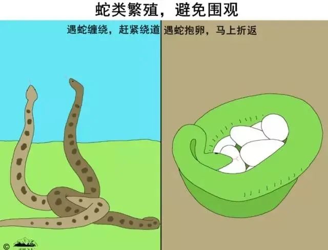 老鼠最怕什么气味驱赶老鼠_老鼠气味怕驱赶虫子吗_老鼠气味怎么去除