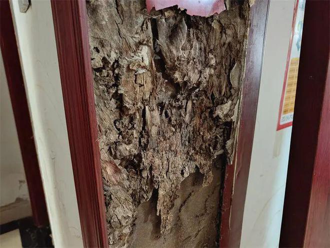 灭白蚁机构_灭白蚁工作_灭白蚁的收费标准