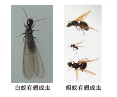 灭白蚁的收费标准_灭白蚁工作_灭白蚁机构