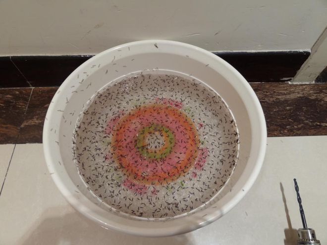 灭白蚁机构_灭白蚁工作_灭白蚁的收费标准