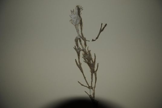 灭白蚁工作_灭白蚁的收费标准_灭白蚁机构