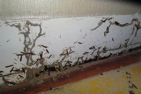 灭白蚁工作_灭白蚁的收费标准_灭白蚁机构