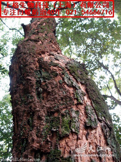 灭白蚁机构_灭白蚁的公司正规吗_灭白蚁专业机构