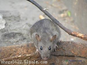 灭白蚁专业机构_灭白蚁的公司正规吗_灭白蚁机构