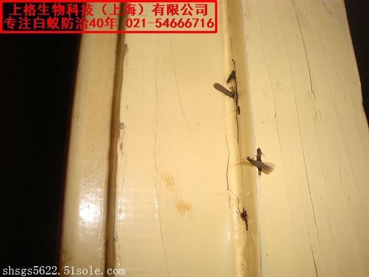 灭白蚁机构_灭白蚁专业机构_灭白蚁的公司正规吗