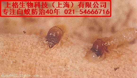 灭白蚁专业机构_灭白蚁机构_灭白蚁的公司正规吗