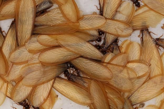 灭白蚁防治_白蚁防处理_如何防白蚁灭白蚁