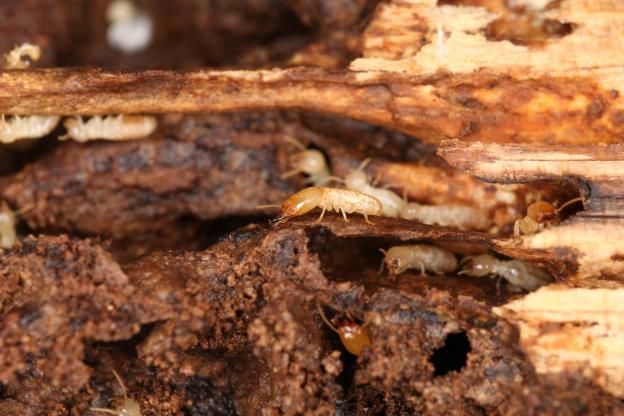 白蚁防处理_灭白蚁防治_如何防白蚁灭白蚁