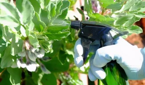 如何自制杀虫水植物_自制杀虫剂种菜不用愁_10种自制杀虫水