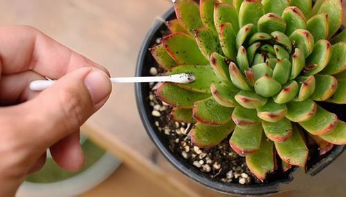 如何自制杀虫水植物_自制杀虫剂种菜不用愁_10种自制杀虫水