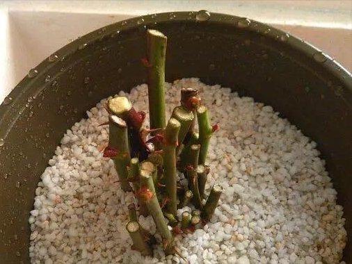 如何自制杀虫水植物_自制杀虫剂种菜不用愁_10种自制杀虫水