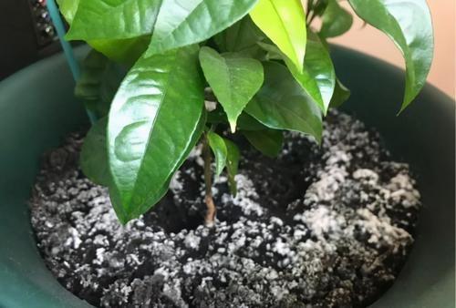 10种自制杀虫水_自制杀虫剂种菜不用愁_如何自制杀虫水植物