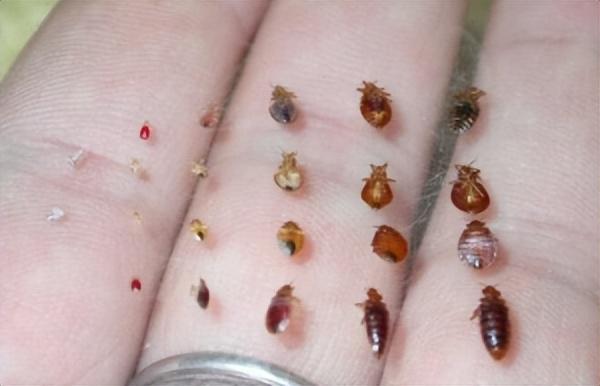 灭臭虫公司_灭臭虫公司费用_灭臭虫公司种类