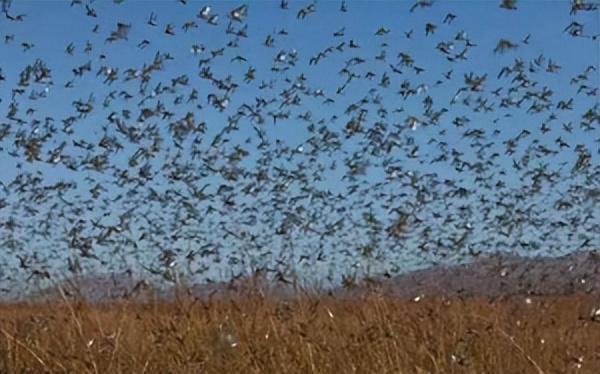 灭臭虫公司_灭臭虫公司费用_灭臭虫公司种类