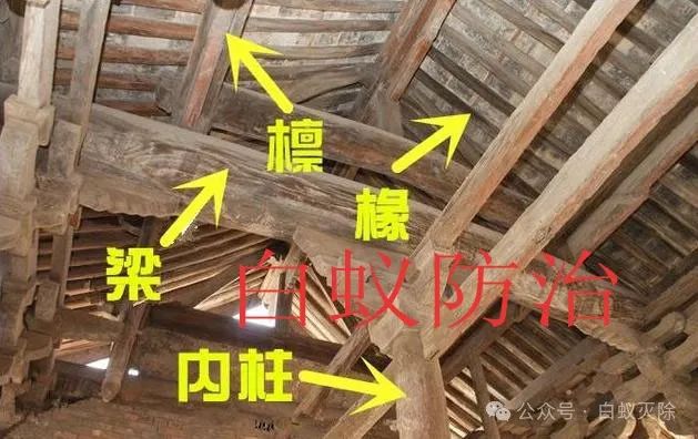 灭白蚁最有效的药_灭白蚁要钱吗_灭白蚁多少钱一次