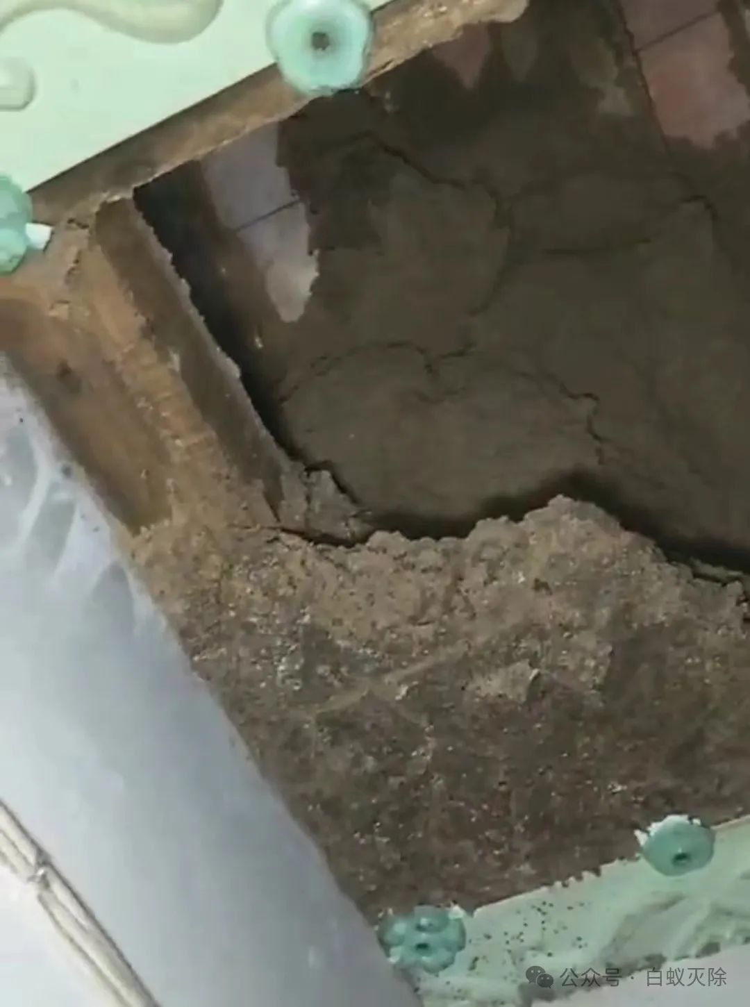 灭白蚁最有效的药_灭白蚁多少钱一次_灭白蚁要钱吗