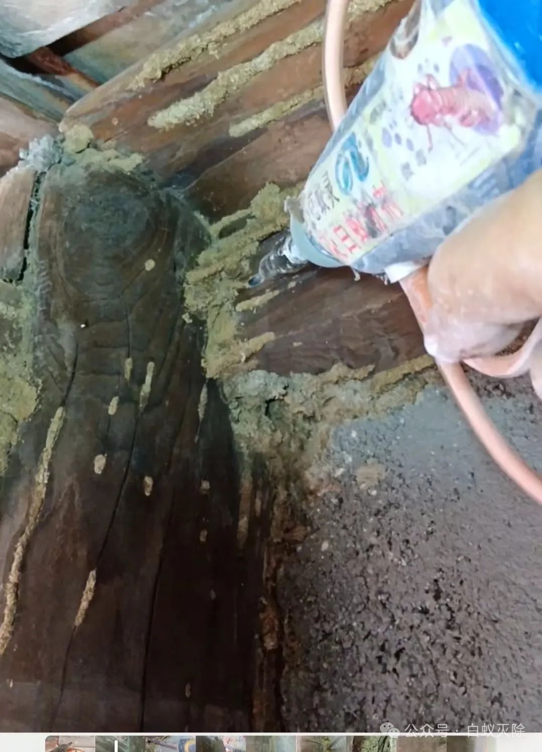 灭白蚁要钱吗_灭白蚁最有效的药_灭白蚁多少钱一次