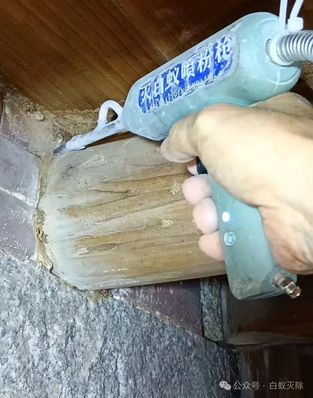 灭白蚁要钱吗_灭白蚁最有效的药_灭白蚁多少钱一次