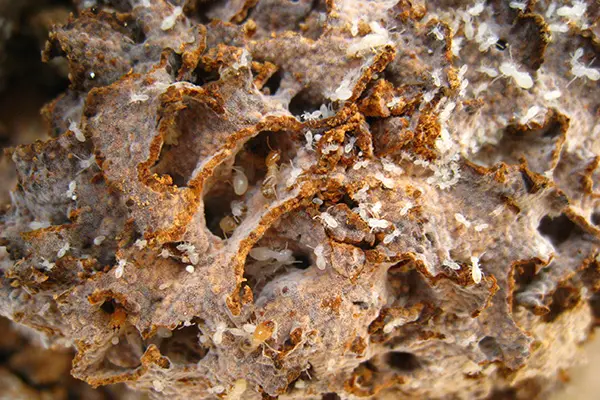 灭白蚁用什么药效果好_灭白蚁的药_灭白蚁的药有毒吗