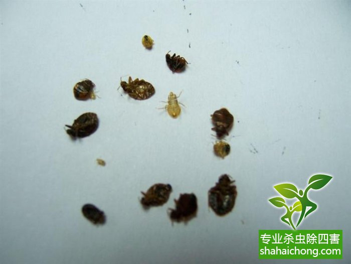 臭虫怎么处理干净_臭虫最有效的方法_臭虫有效方法有哪些