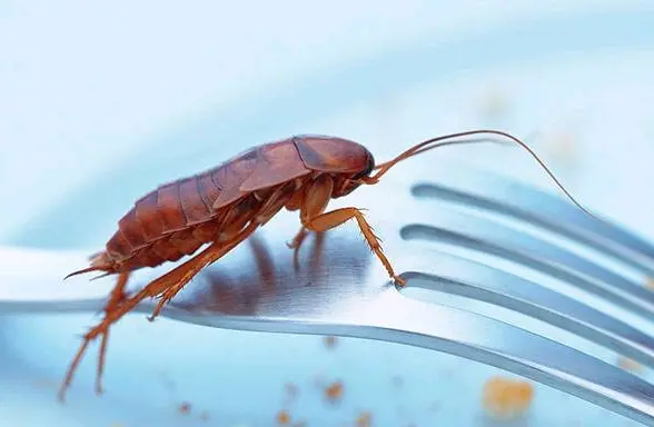 蟑螂在家里跑不见了怎么办_蟑螂不进卧室_家里放一物绝对没蟑螂